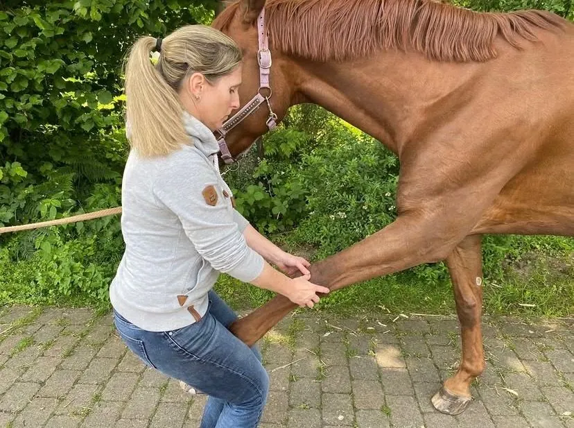 Therapeutin streckt das Vorderbein eines Pferdes