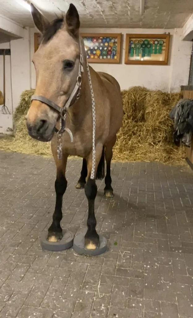 Hellbraunes Pferd mit Halfter in der Stallgasse