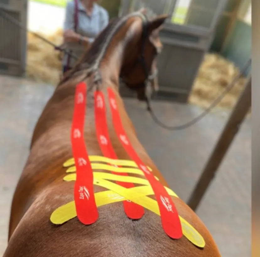 Rotes und gelbes Kinesiotape auf dem Rücken eines Pferdes