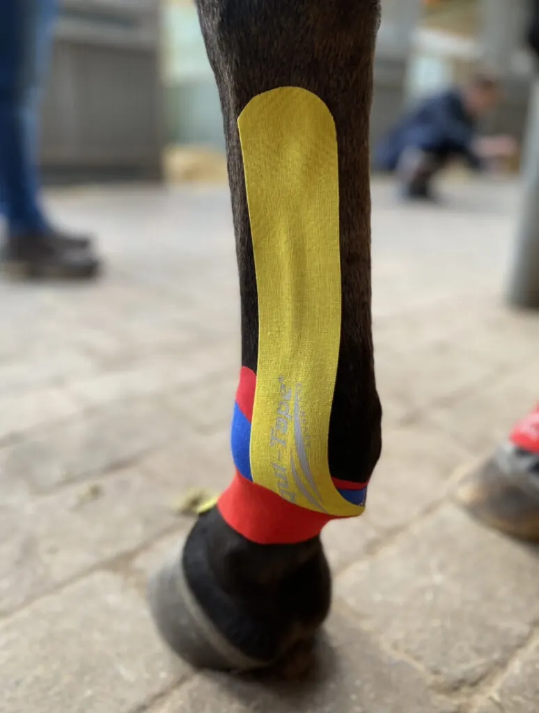 Gelbes Kinesiotape am Vorderbein eines Pferdes