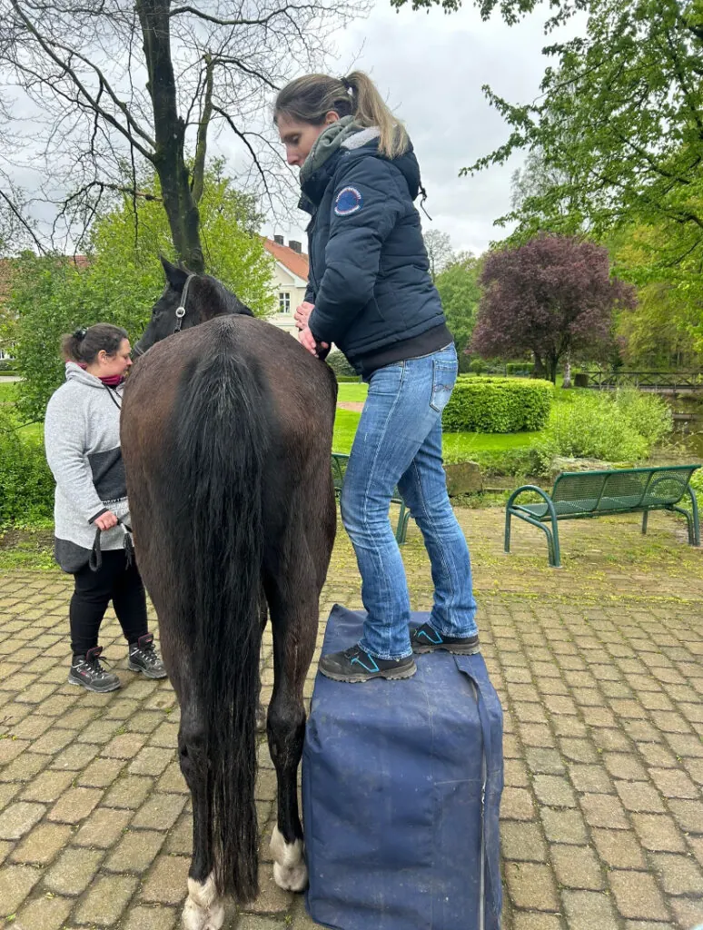 Therapeutin steht auf einem Hocker und behandelt den Rücken eines Pferdes