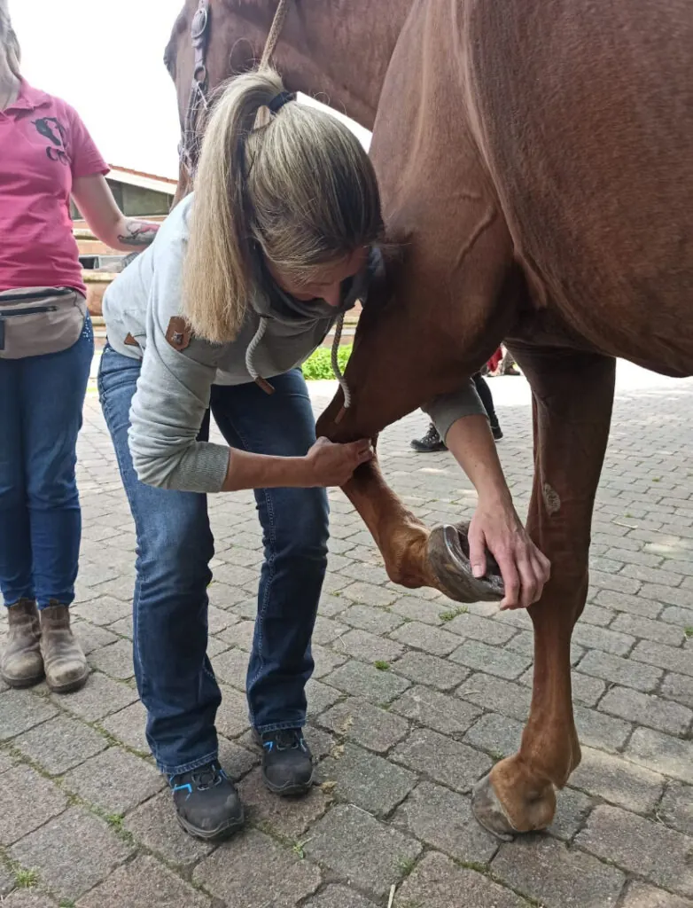 Therapeutin hält ein Vorderbein und behandelt die Hufe